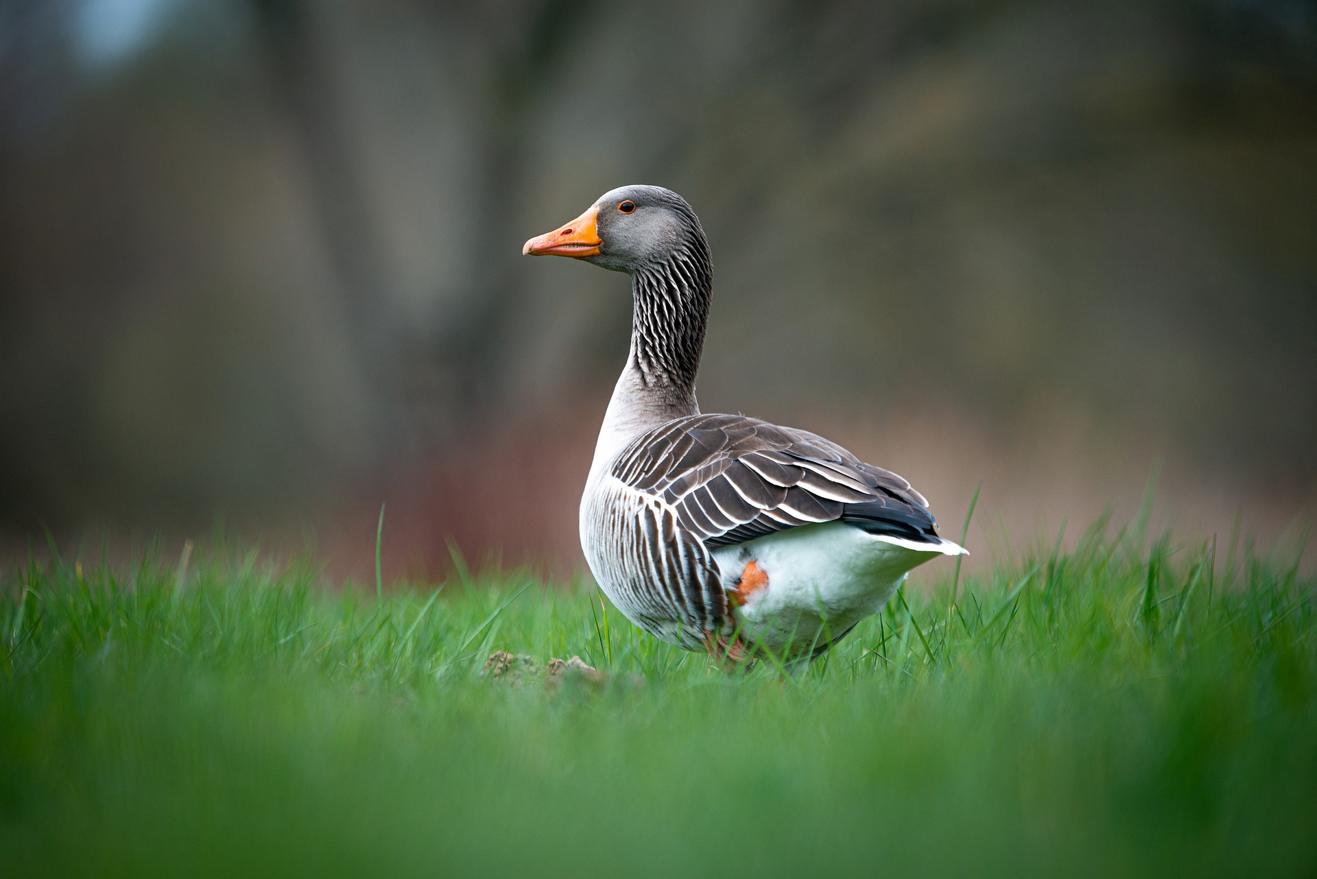 Image of Duck